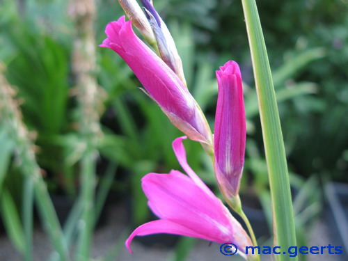 Dierama jucundum